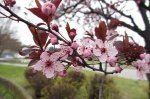 prunus serrulata (2) (1200 x 799)